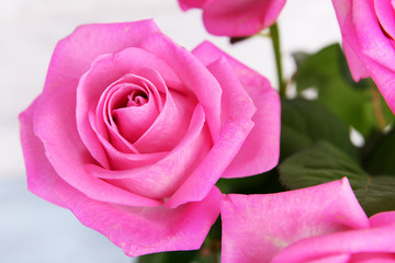 Beautiful pink roses, closeup