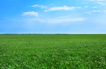 Fototapeta premium Green spring field