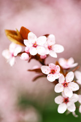 Cherry blossoms over blurred nature background, close up