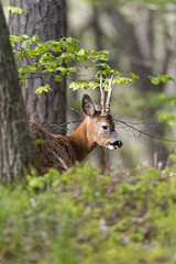 Young male roe deer in a forest area