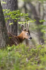 Junge männliche Rehe in einem Waldgebiet