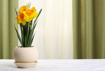 Beautiful daffodils in pot on fabric background