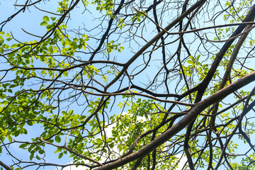 Tree branches