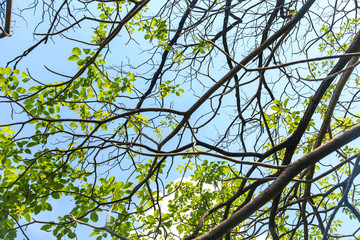 Tree branches