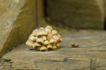 Brown mushrooms on wooden background