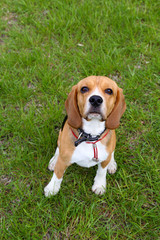 Funny cute dog in park