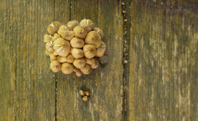 Brown mushrooms on wooden background