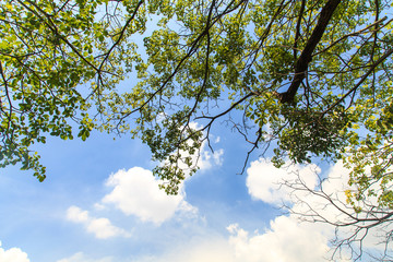 Tree branches