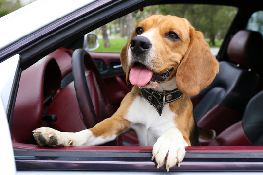 Funny Cute Dog In Car