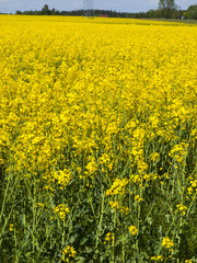 Flourishing Field Of Yellow Rape