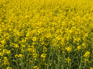 Flourishing Field Of Yellow Rape