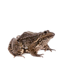 Marsh Frog on white, Pelophylax ridibundus