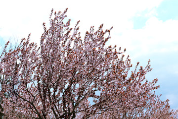 Beautiful flowering tree on blue sky background