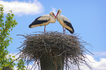 Couple of storks in the nest 