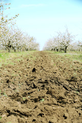 Blooming cherry garden