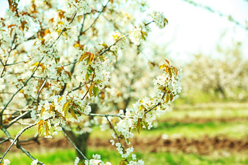 Spring blooming cherry garden