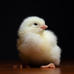 Super cute baby chicken