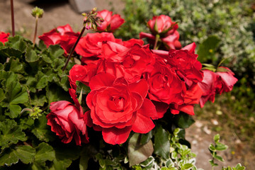 Blüten einer Geranienpflanze im Garten