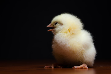Cute baby chicken