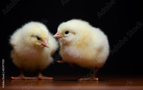 Two Cute Baby Chicks Stock Photo And Royalty Free Images On Fotolia