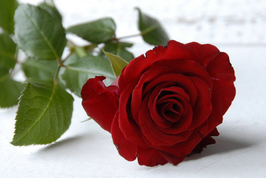 Fototapeta rode roos staat voor liefde