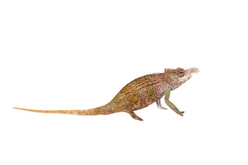 Boehme's chameleon, kinyongia boehmei, on white