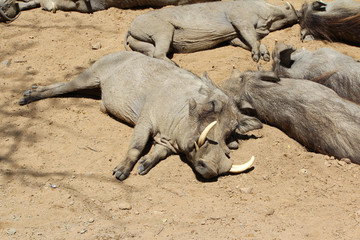 Warthog, Wild Animal, Pumba