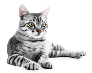 Beautiful cat isolated on white