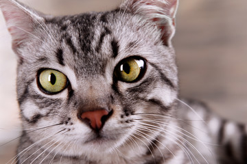 Beautiful cat on wooden background