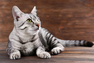 Beautiful cat on wooden background