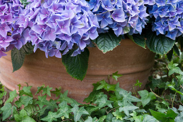 Purple hortensia flower and green leaves against terracotta pot.