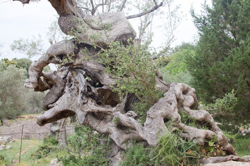 Milenario oak tree. Thousand years old or more