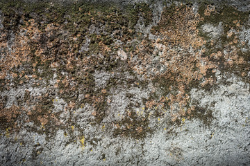 moss texture on an old wall