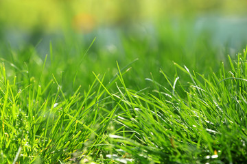 Green grass background