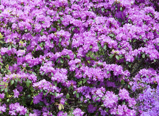 Purple rhododendron flowers closeup