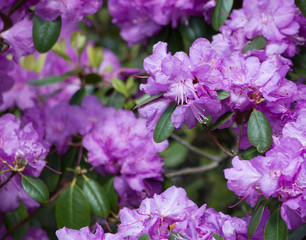 Purple rhododendron flowers closeup