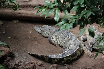 Crocodile, Alligator