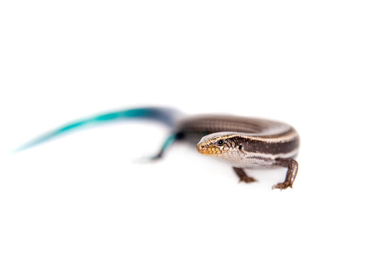 Gran Canaria skink, Chalcides sexlineatus, on white