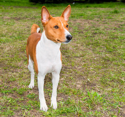 Basenji profile Is on the grass in the park.