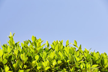 Bright green leaves against the blue sky, at the bottom of the f