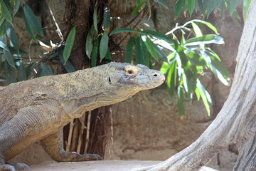 Komodo Dragon, Wild Reptile