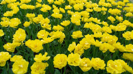 Obraz premium Bright yellow tulips