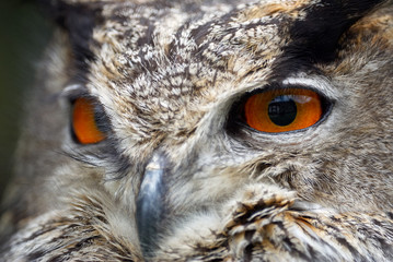 Naklejka premium eyes owl