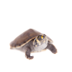 Yellow-spotted River Turtle, Podocnemis unifilis, on white
