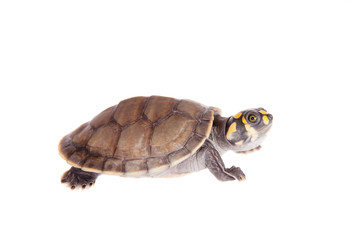 Yellow-spotted River Turtle, Podocnemis unifilis, on white