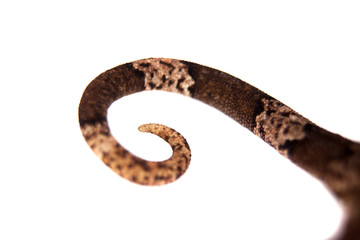 Bow-fingered gecko, Cyrtodactylus irianjayaensis, on white