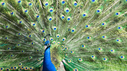 Obraz premium A beautiful peacock with colorful feathers