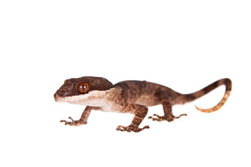 Obraz na płótnie Canvas Bow-fingered gecko, Cyrtodactylus irianjayaensis, on white