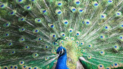 A beautiful peacock with colorful feathers.