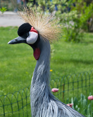 Fototapeta premium The Grey Crowned Crane